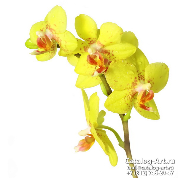 Натяжные потолки с фотопечатью - Желтые и бежевые орхидеи 8